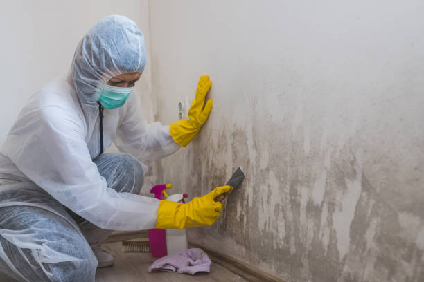 Best Attic Mold Remediation in Rio, WI