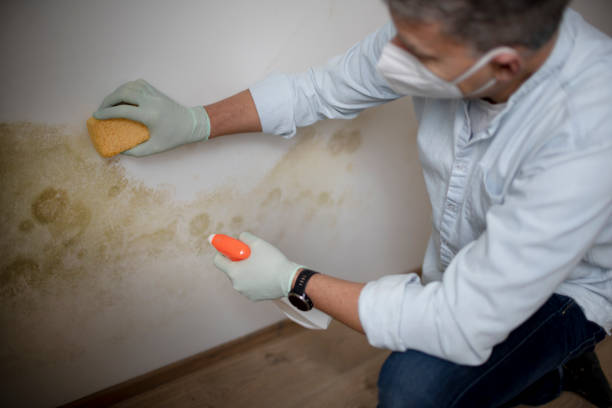 Best Insurance-Related Mold Remediation in Rio, WI