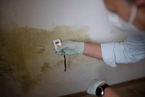 Best Commercial Mold Remediation in Rio, WI