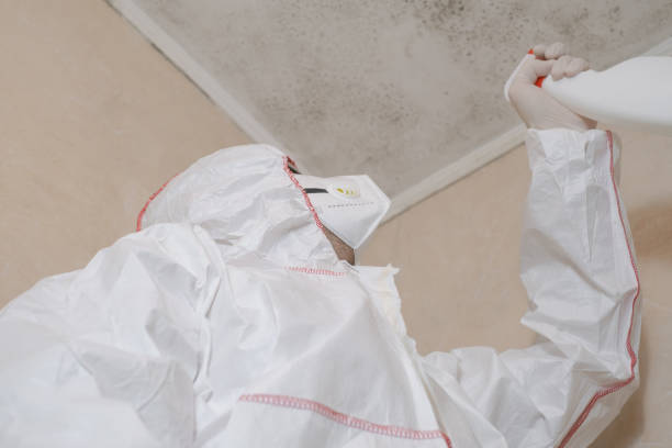 Best Kitchen Mold Remediation in Rio, WI