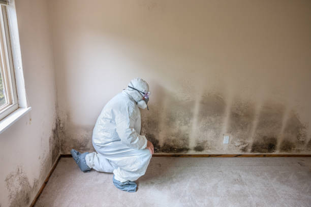 Best Black Mold Remediation in Rio, WI